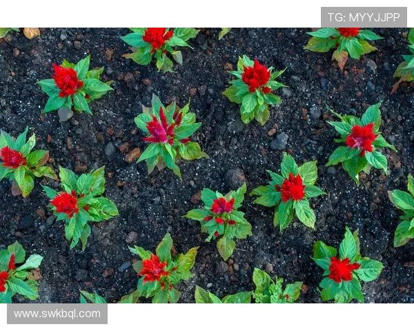 专访张敏:探寻排球背后的成功秘诀与奋斗历程 专访张敏:探寻排球背后的成功秘诀与奋斗历程